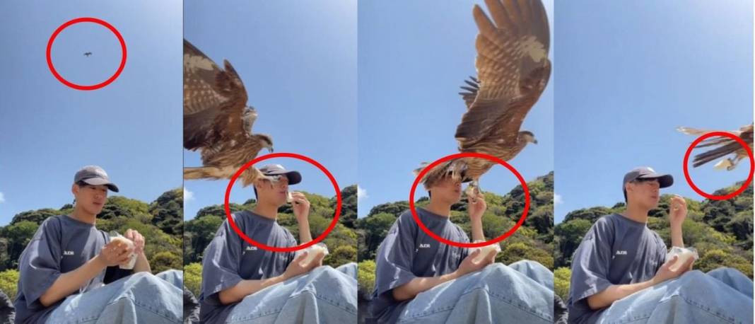 Japon gencin ağzına götürdüğü sandviçi pençesiyle çaldı! Fişek gibi geldi tek hamlede kaptı - Resim: 10